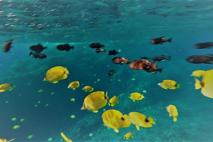 Abundant Sea life in Molokini Crater